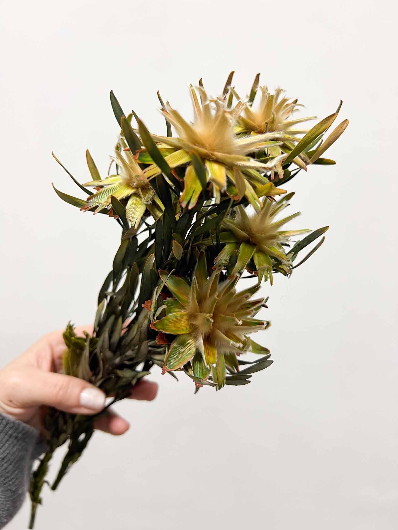 FABIOLA » Mazzo di Plumosum verde - Bloomoon
