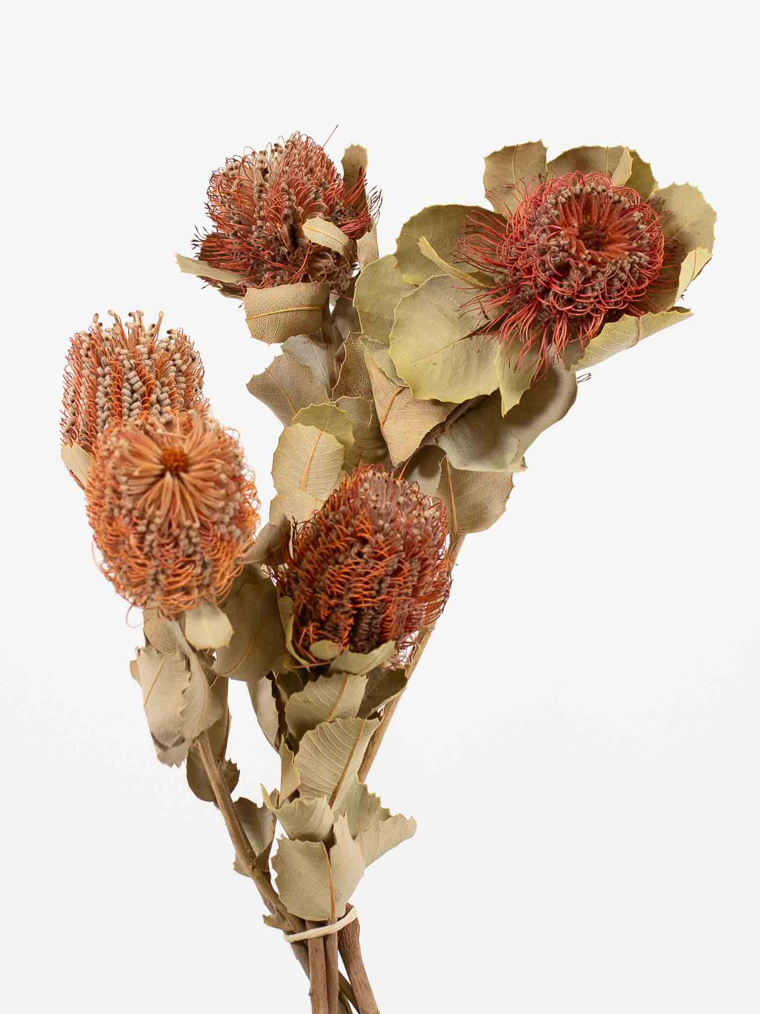FABRIZIO » Mazzo di Coccinea naturale - Bloomoon