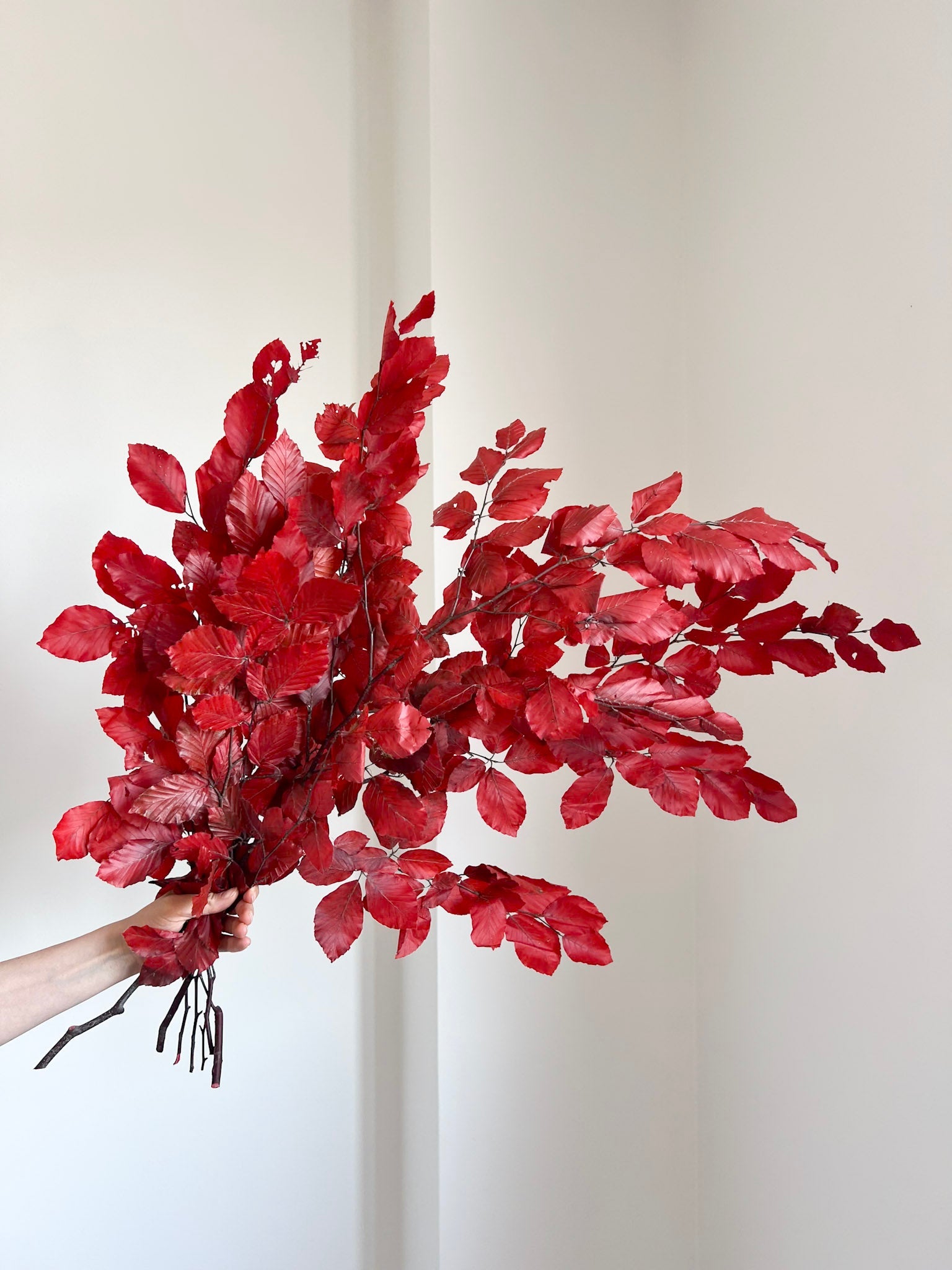FAYA » Mazzo di Faggio stabilizzato rosso - Bloomoon
