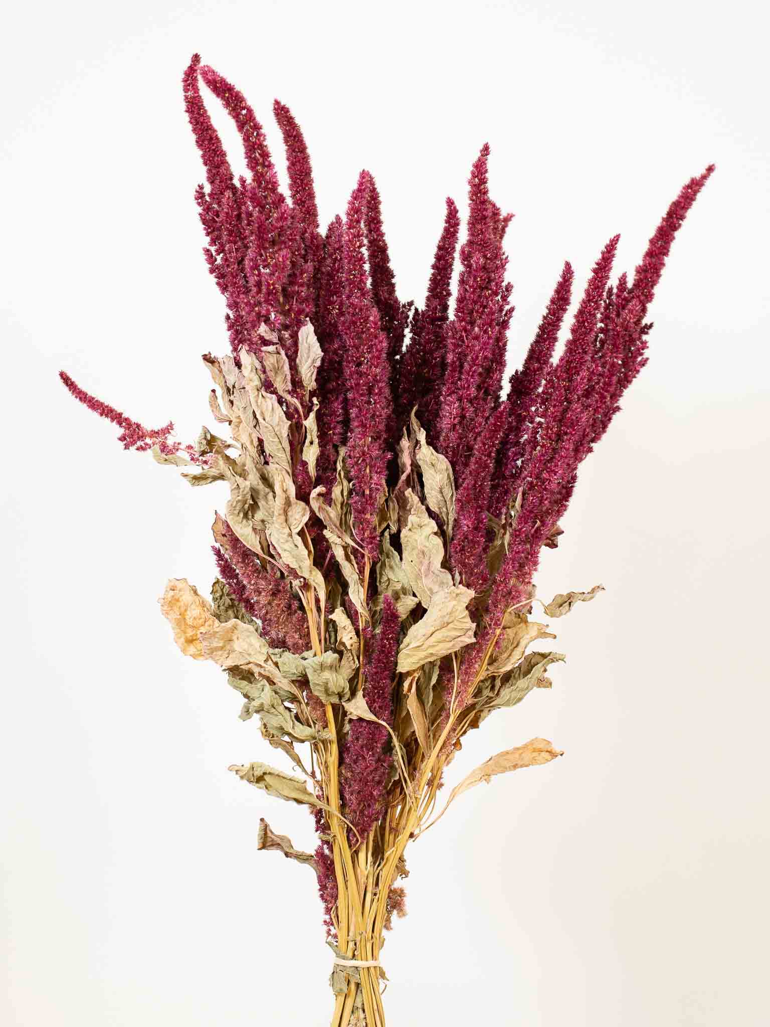 FAZIO » Mazzo di Amaranthus essiccato naturale bordeaux - Bloomoon