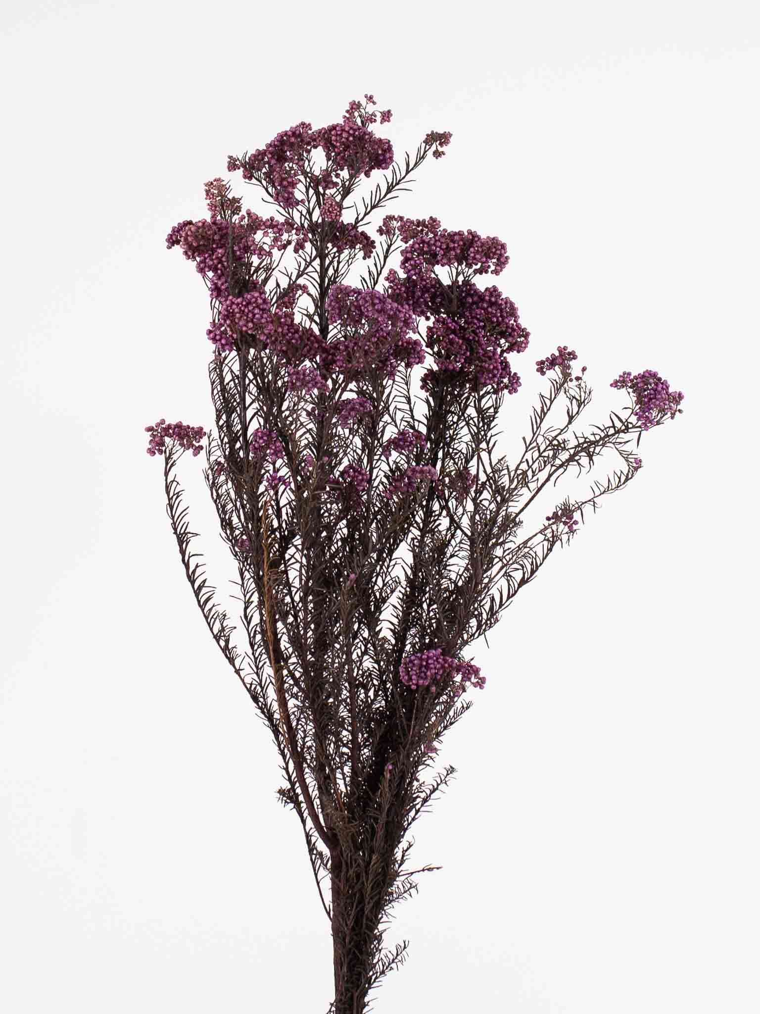 FEDERICA » Fiore del riso stabilizzato viola - Bloomoon