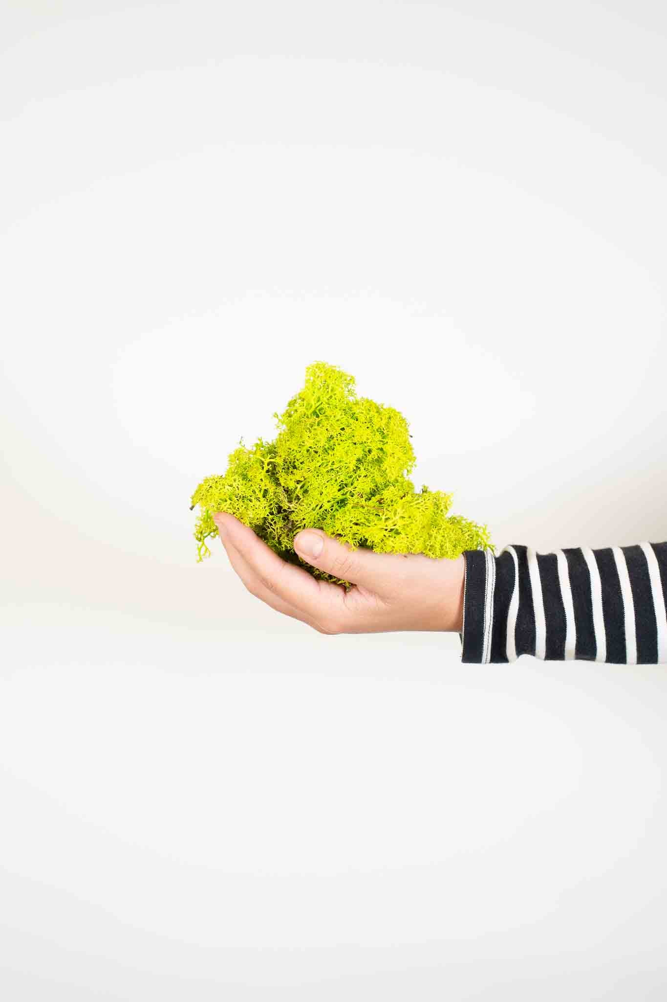 FELICIA » Muschio nordico stabilizzato lime 500gr - Bloomoon