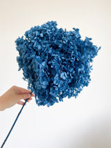 FERUZA » Ortensia stabilizzata Annabelle stelo lungo blu - Bloomoon