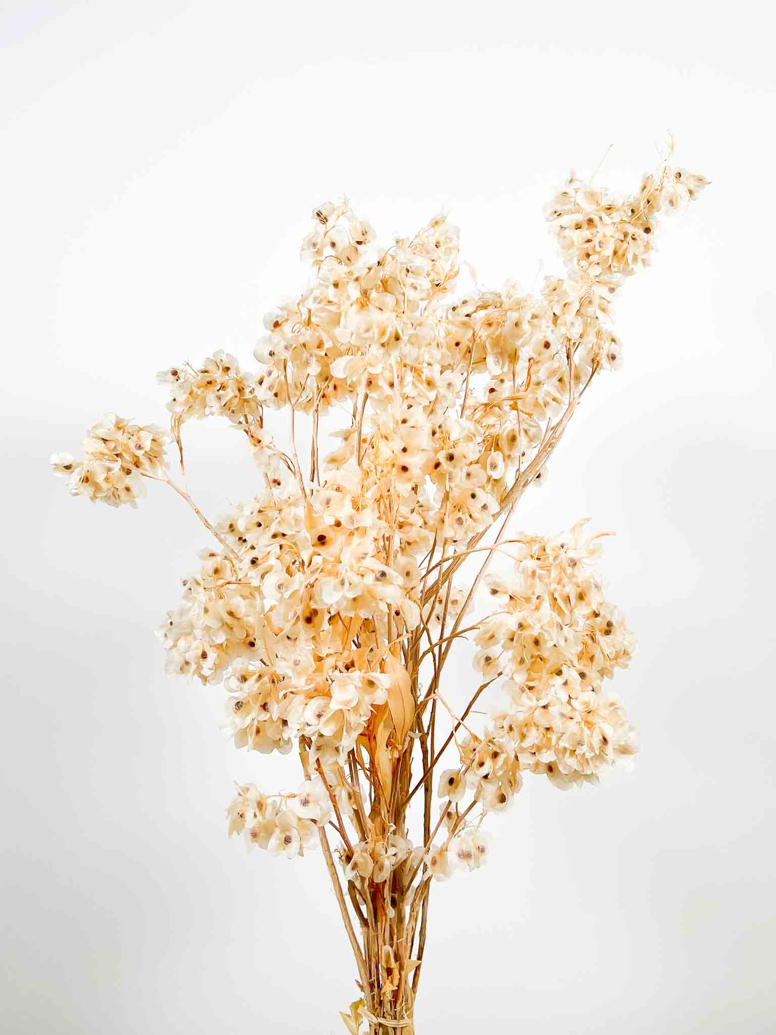 FILIPPO » Mazzo di Dudy flowers bianco stabilizzato - Bloomoon