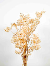 FILIPPO » Mazzo di Dudy flowers bianco stabilizzato - Bloomoon