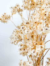 FILIPPO » Mazzo di Dudy flowers bianco stabilizzato - Bloomoon