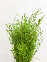 LEONTINA » Dried apple green Cypressin bouquet