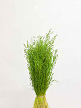 LEONTINA » Dried apple green Cypressin bouquet