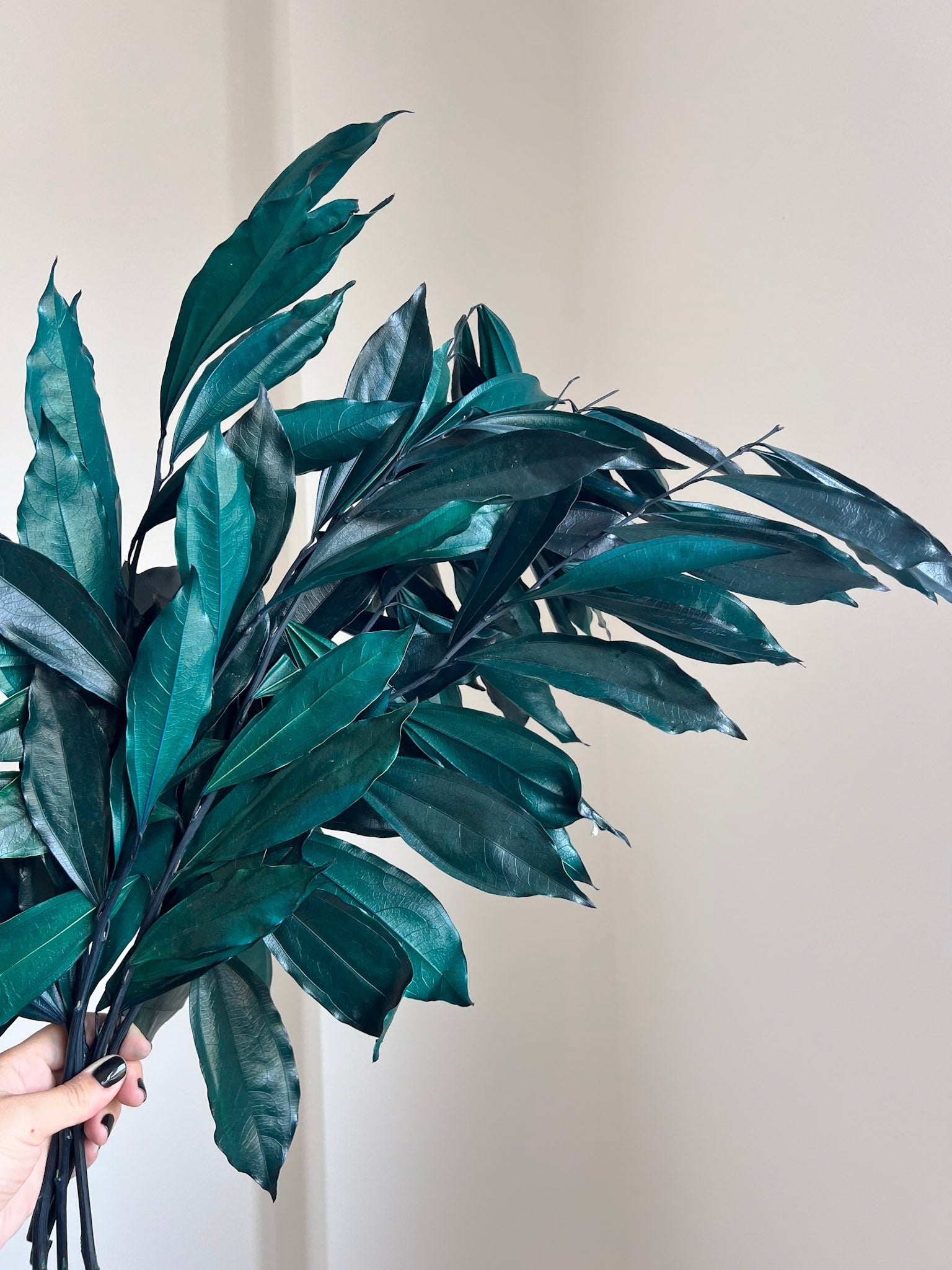 FLORIO » Cocculus stabilizzato verde/blu H70cm - Bloomoon