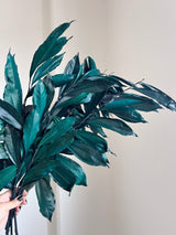 FLORIO » Cocculus stabilizzato verde/blu H70cm - Bloomoon