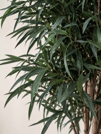 FOREST » pianta stabilizzata di eucalipto nicoli verde H130cm - Bloomoon