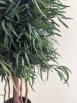 FOREST » pianta stabilizzata di eucalipto nicoli verde H130cm - Bloomoon