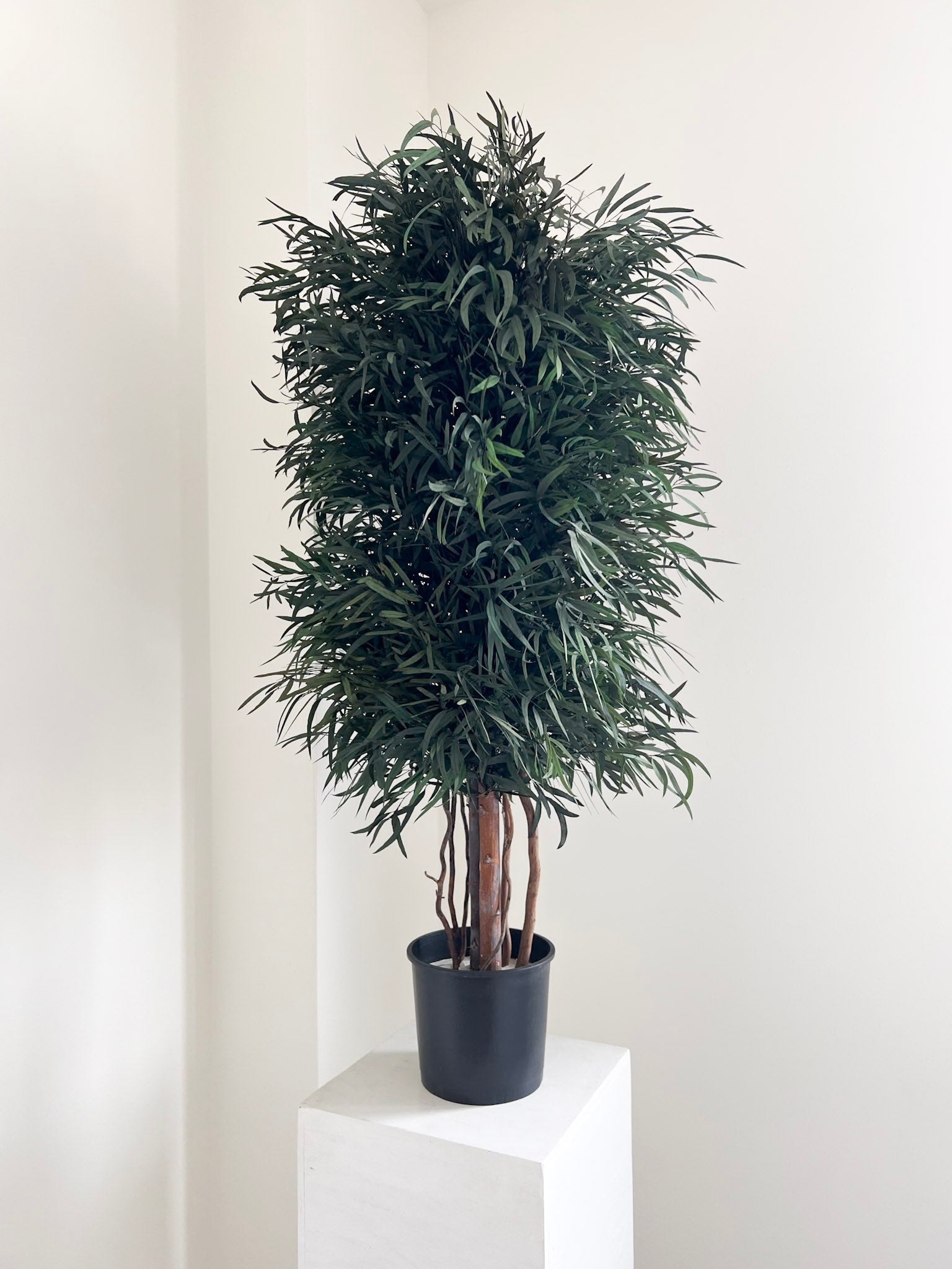 FOREST » pianta stabilizzata di eucalipto nicoli verde H130cm - Bloomoon