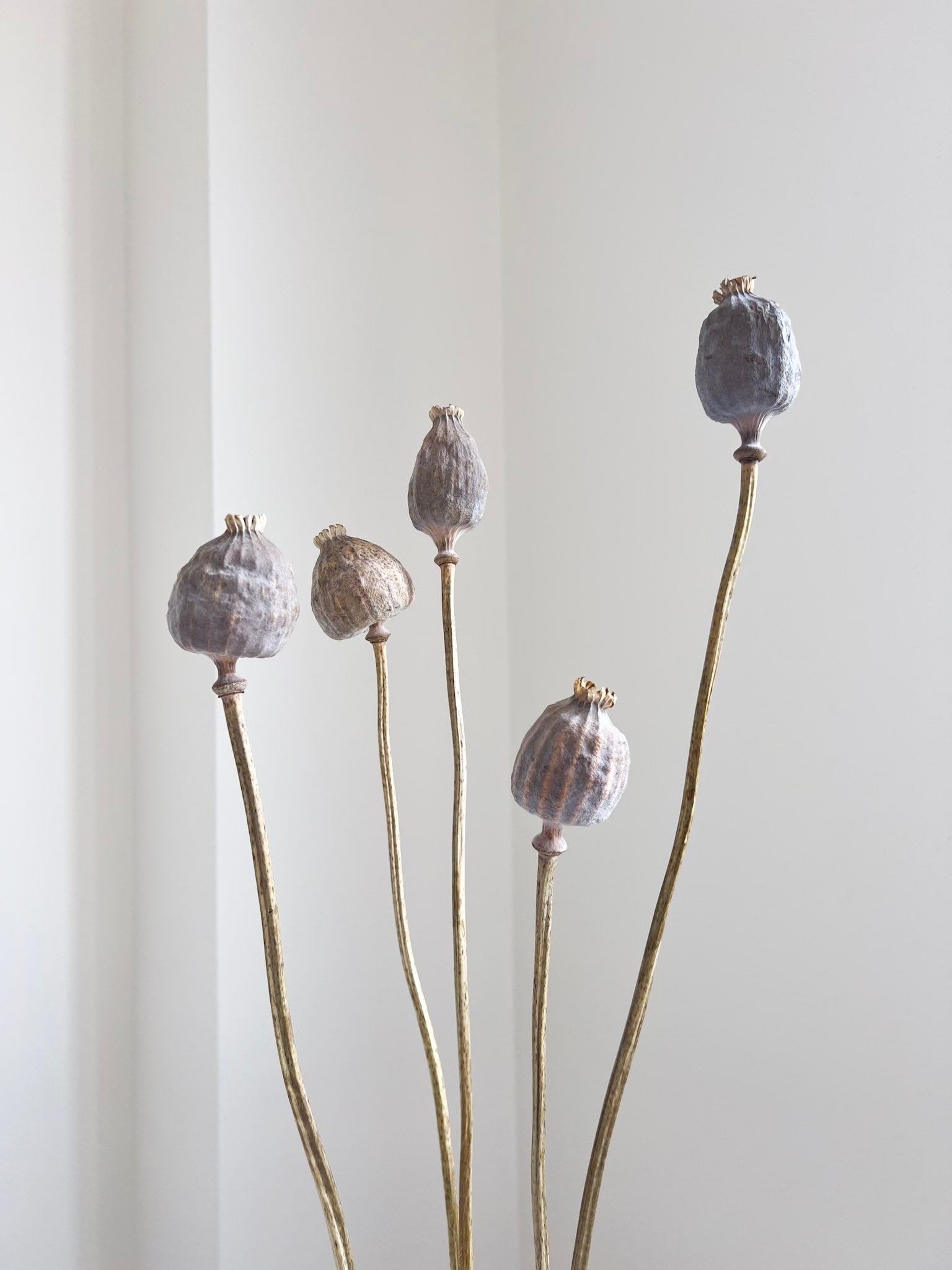 FRIDA » Mazzo di porta semi del Papavero naturale - Bloomoon