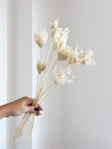 FROZEN » Mazzo di Ammi Majus bianco - Bloomoon