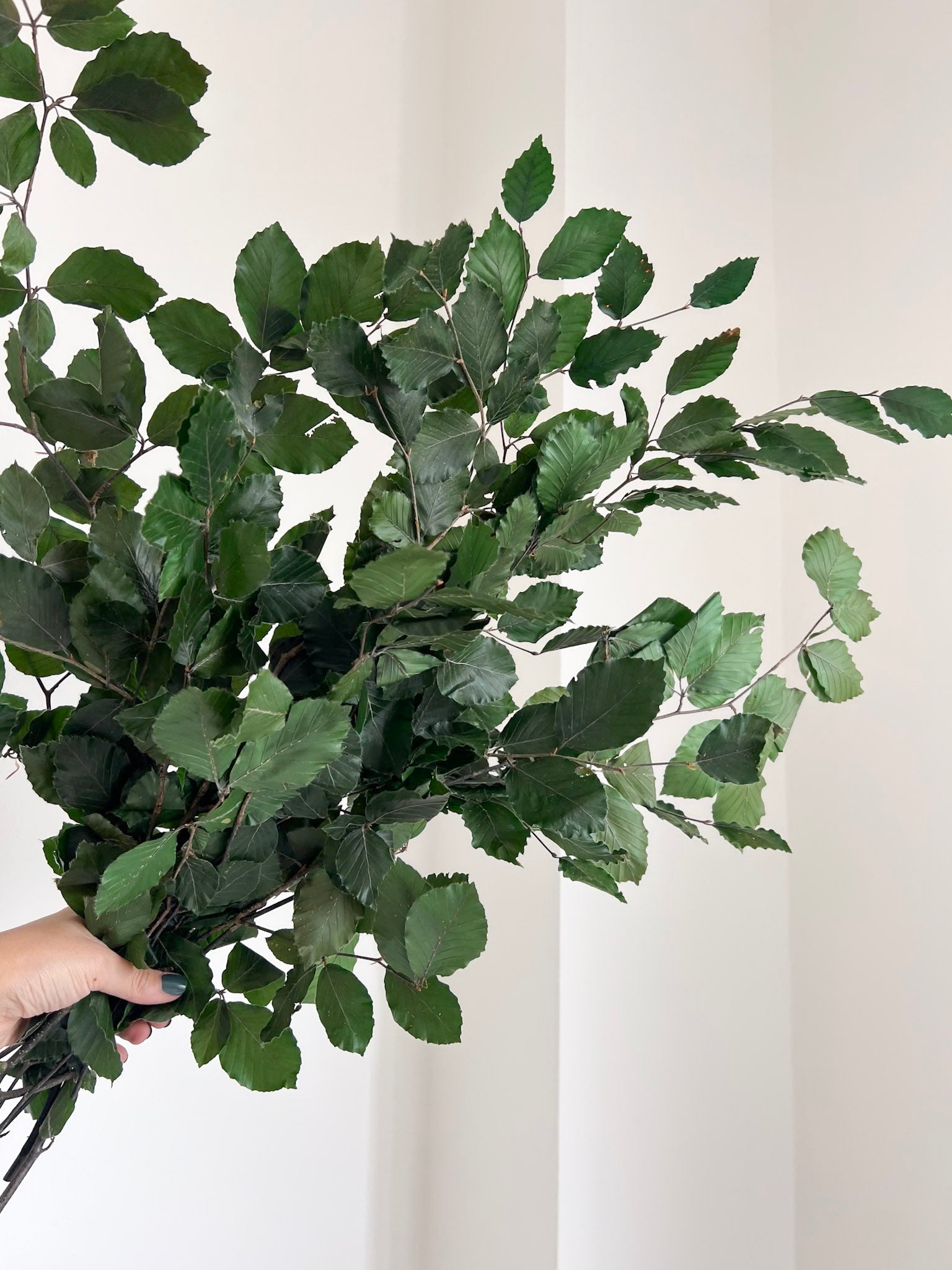FRUSETTA » Mazzo di Faggio stabilizzato verde - Bloomoon