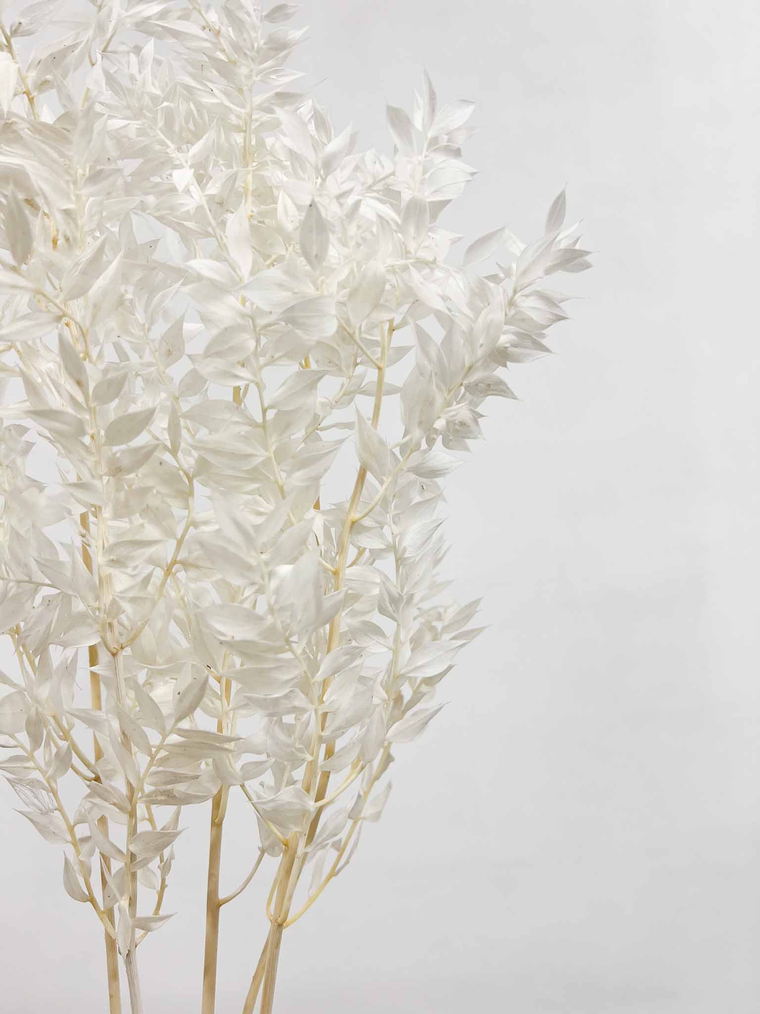 GERMANO » Ruscus stabilizzato bianco - Bloomoon