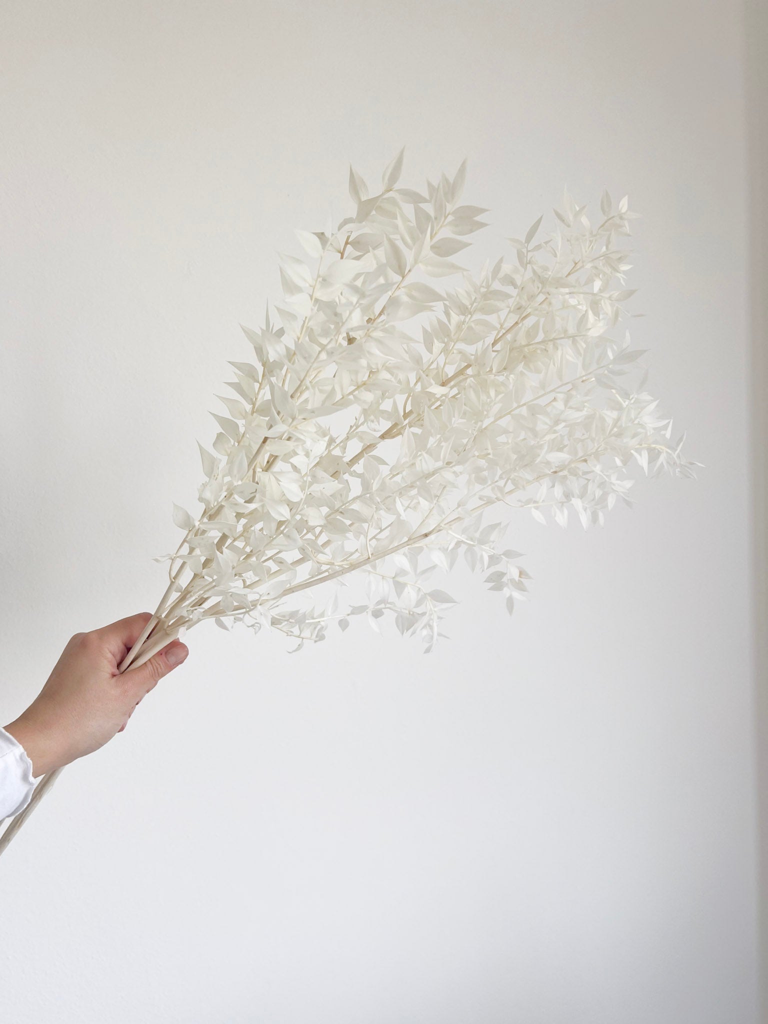 GERMANO » Ruscus stabilizzato bianco - Bloomoon