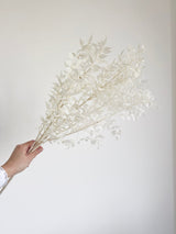 GERMANO » Ruscus stabilizzato bianco - Bloomoon