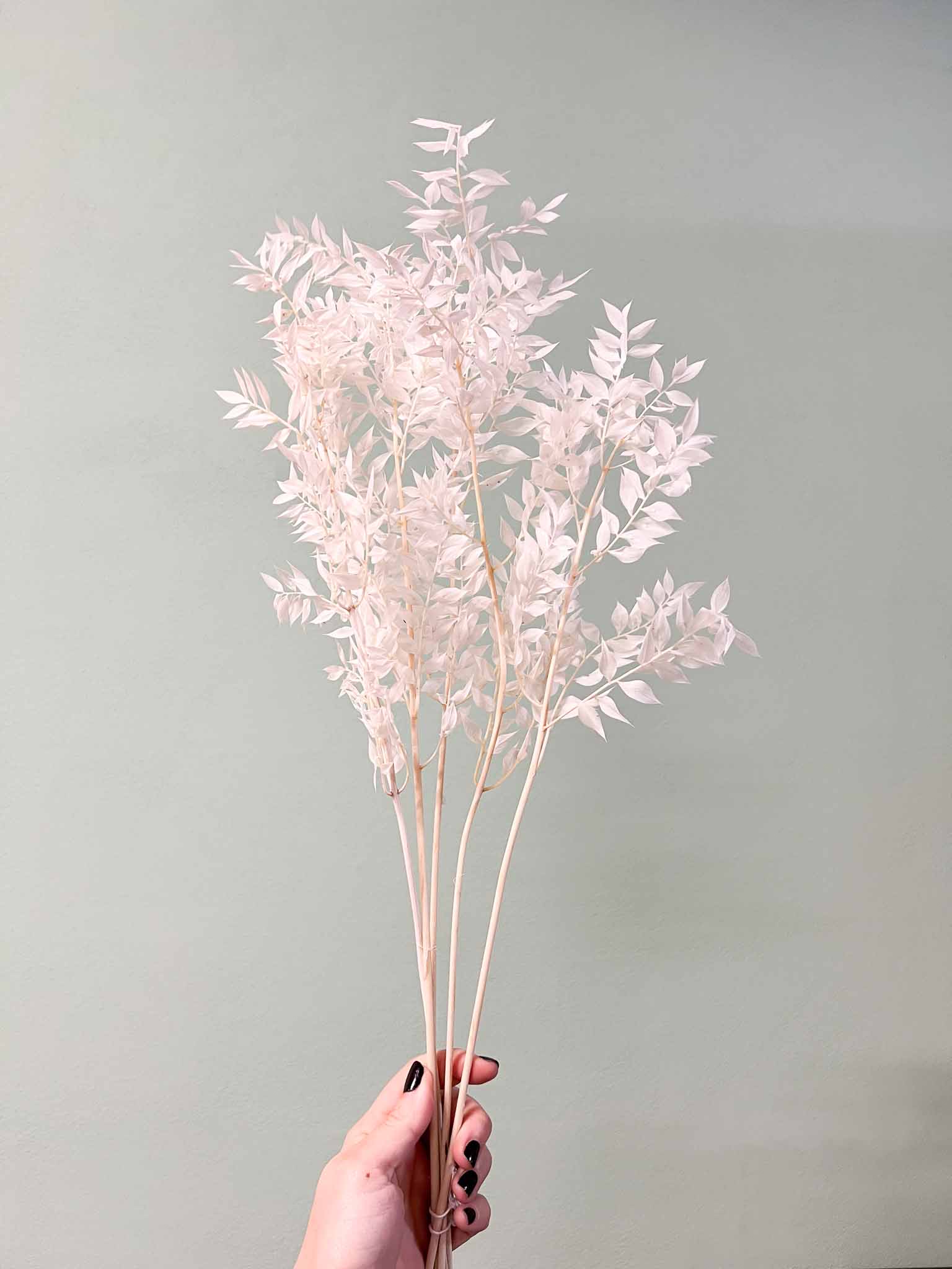 GERMANO » Ruscus stabilizzato bianco - Bloomoon