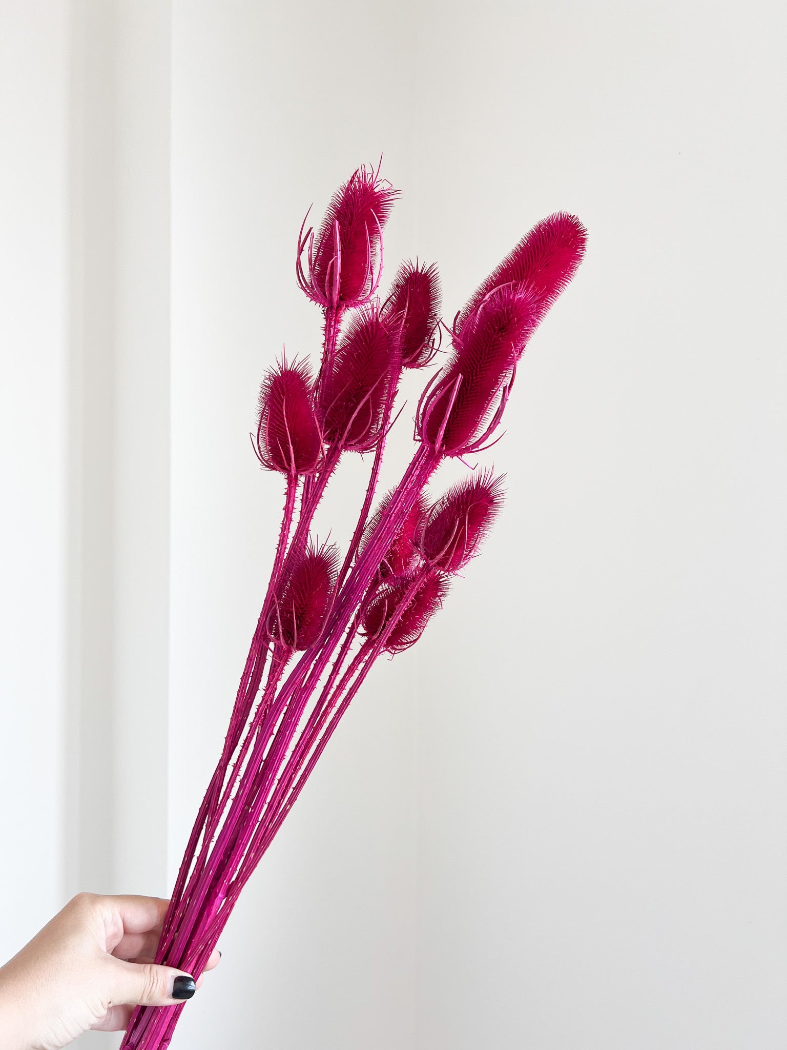 GINEVRA » mazzo di cardi magenta H70cm - Bloomoon
