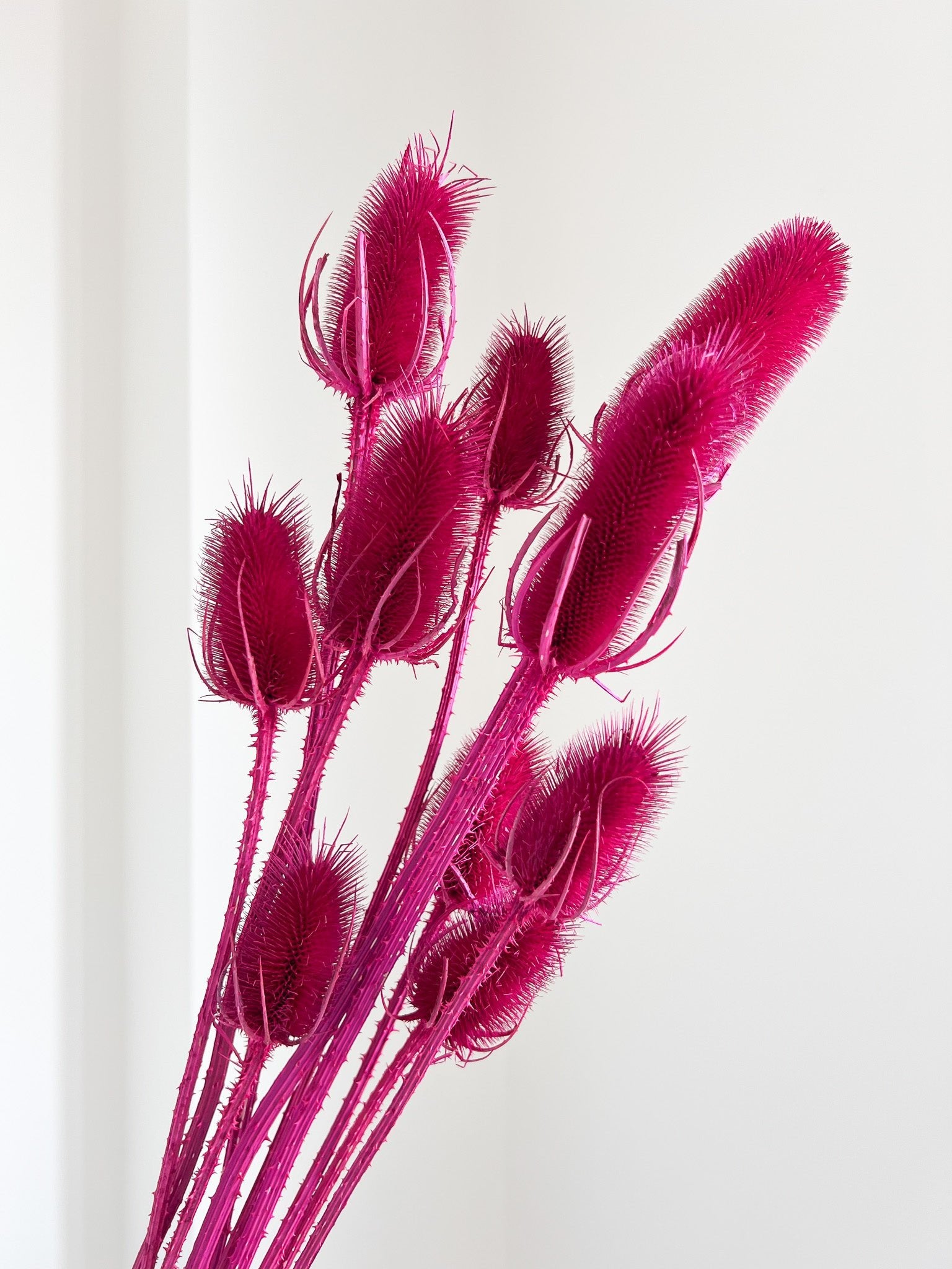 GINEVRA » mazzo di cardi magenta H70cm - Bloomoon