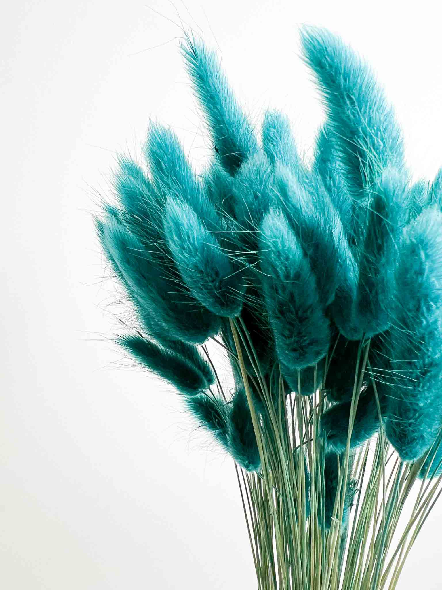 GIONA » Mazzo di Lagurus colorato ottanio - Bloomoon
