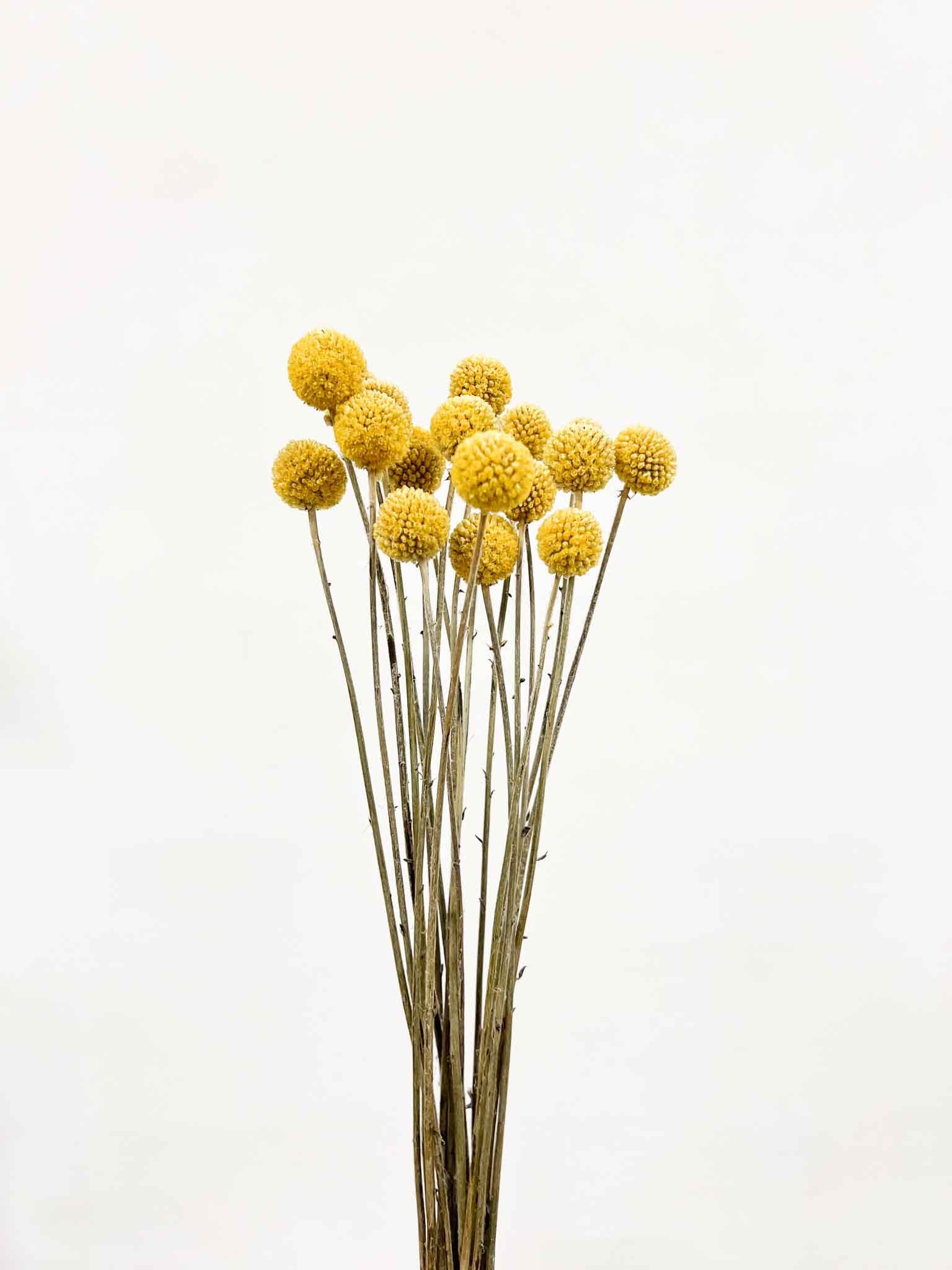 GIORGIO » Mazzo di Craspedia naturale 20 steli - Bloomoon