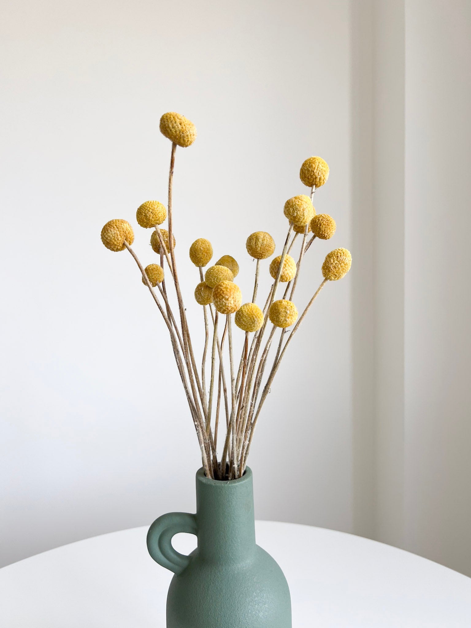 GIORGIO » Mazzo di Craspedia naturale 20 steli - Bloomoon