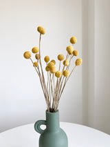 GIORGIO » Mazzo di Craspedia naturale 20 steli - Bloomoon