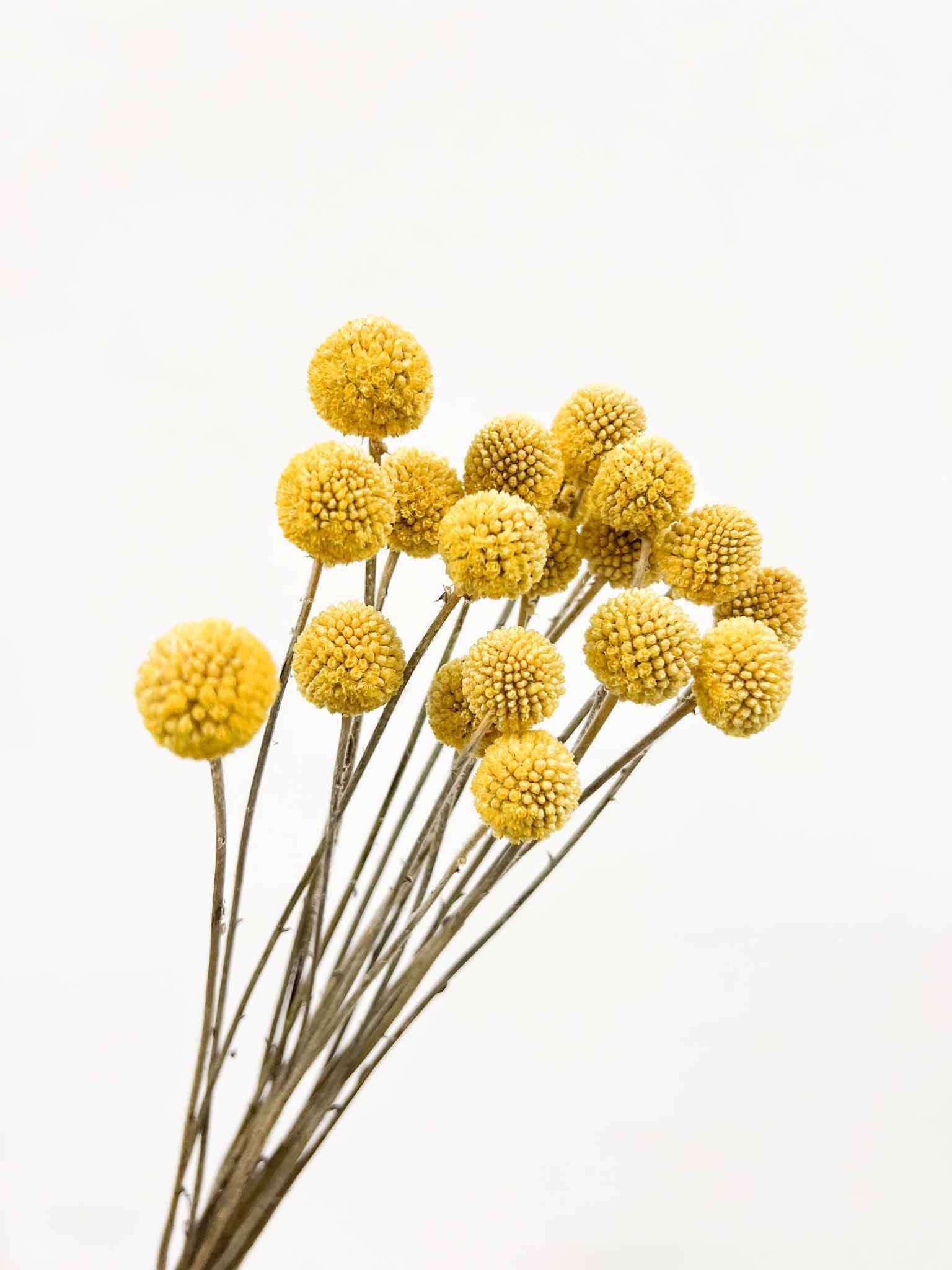 GIORGIO » Mazzo di Craspedia naturale 20 steli - Bloomoon