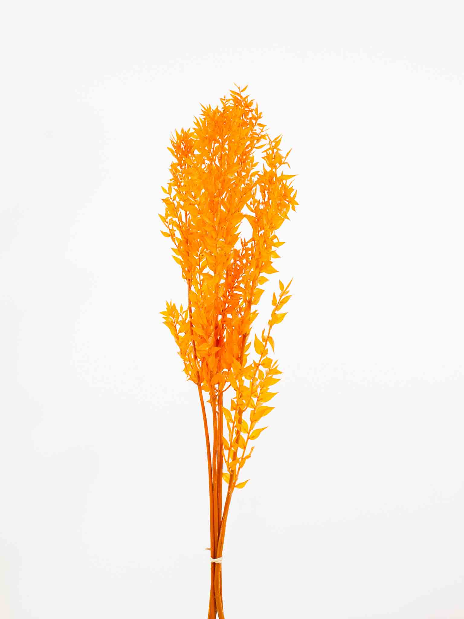 GIOVANNI » Ruscus stabilizzato arancione - Bloomoon