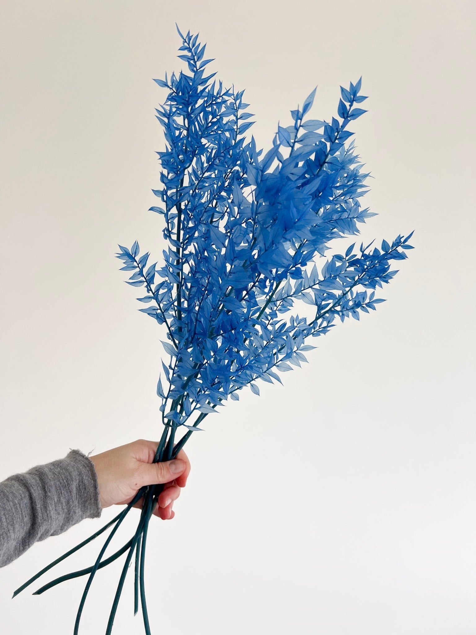 GIULIO » Ruscus stabilizzato azzurro - Bloomoon