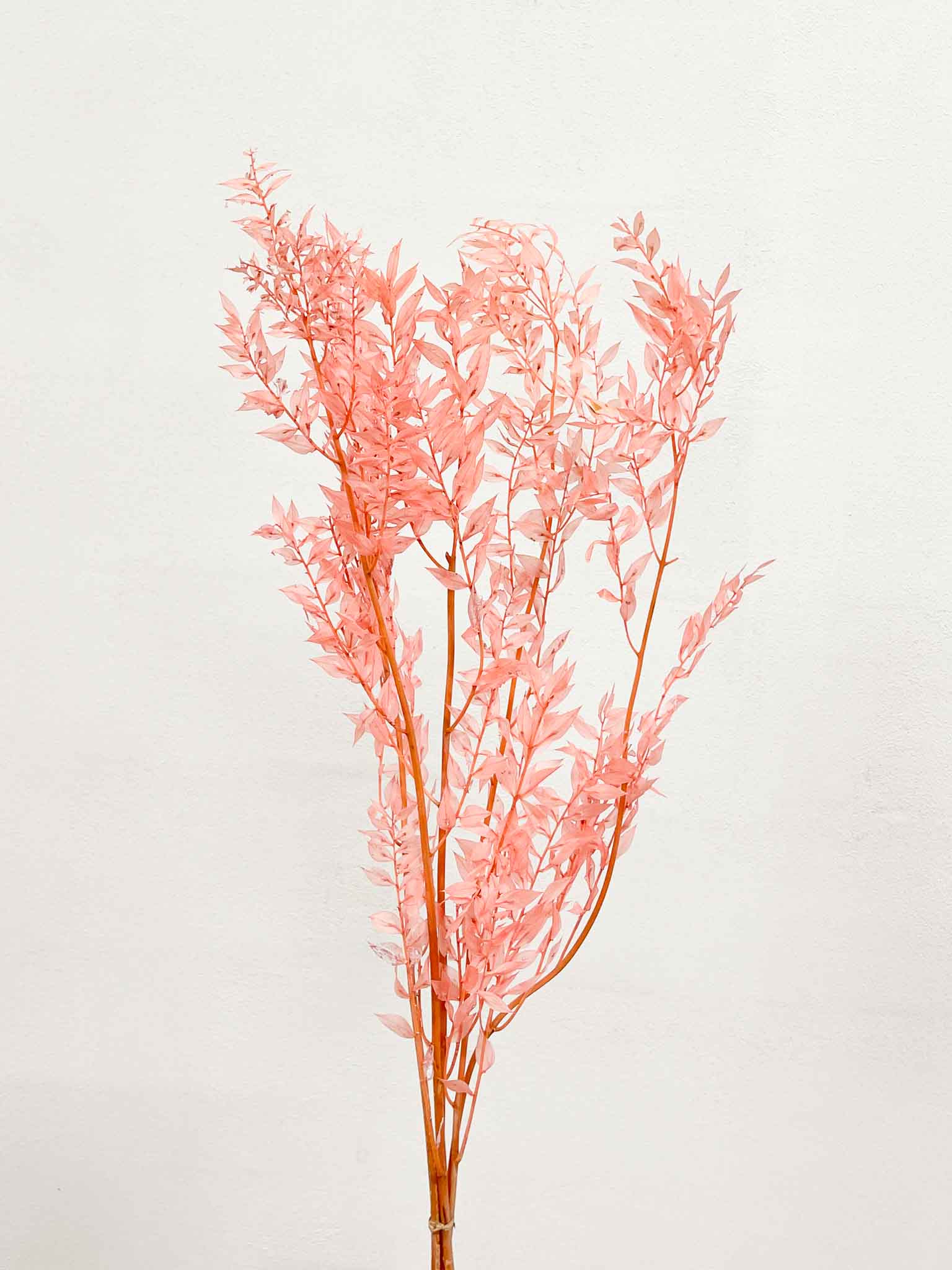 GIUSY » Ruscus stabilizzato rosa - Bloomoon