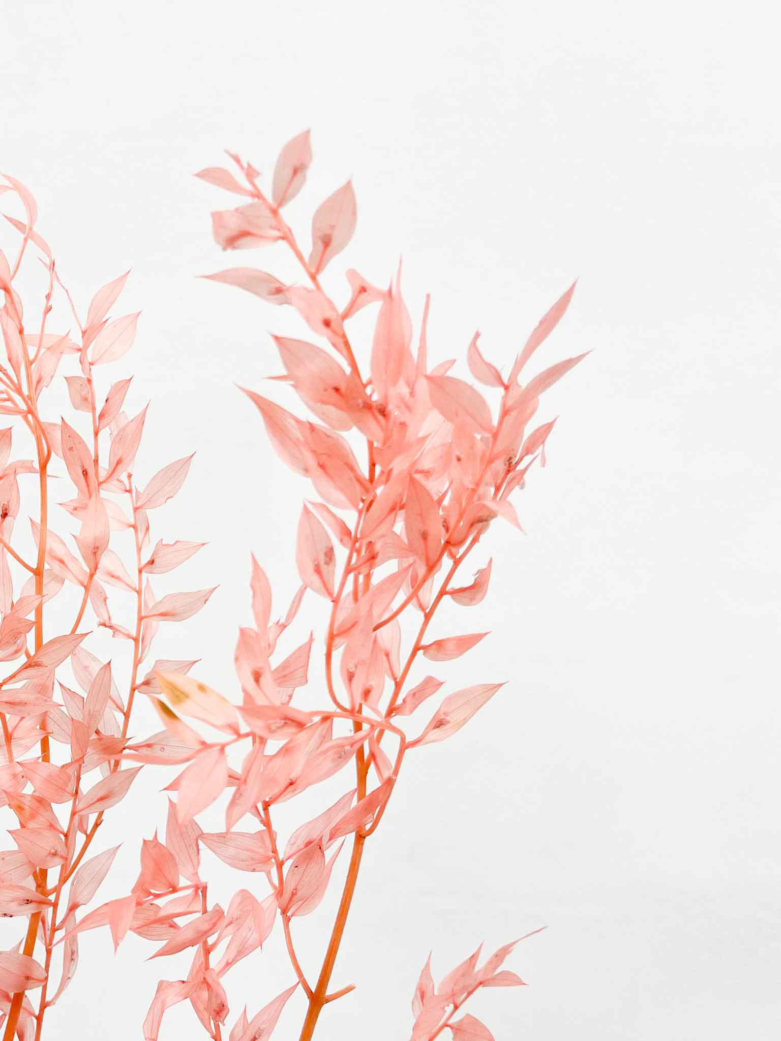 GIUSY » Ruscus stabilizzato rosa - Bloomoon