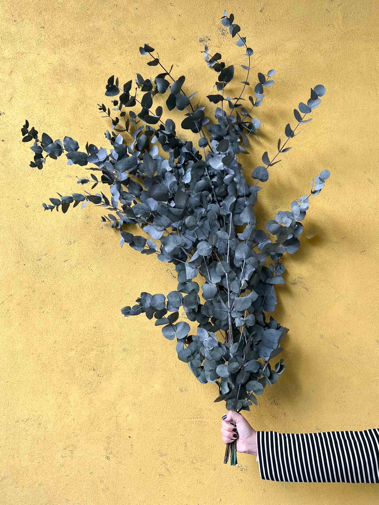 GLAUCO » Eucalipto Cinerea grande stabilizzato verde - Bloomoon