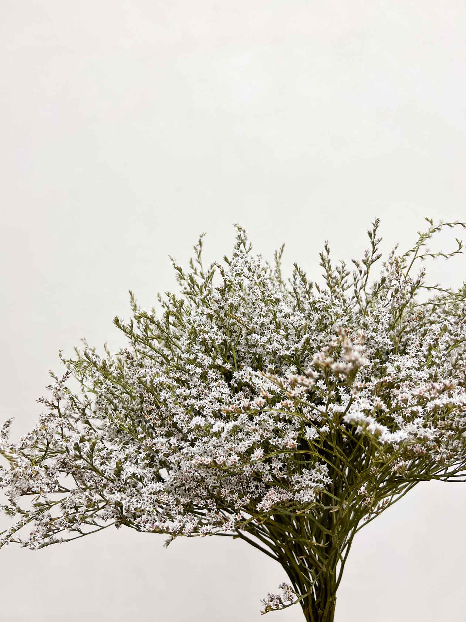 GOFFREDO » Tartarica naturale essiccata - Bloomoon