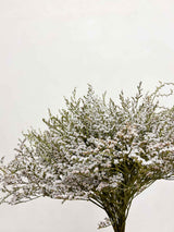GOFFREDO » Tartarica naturale essiccata - Bloomoon