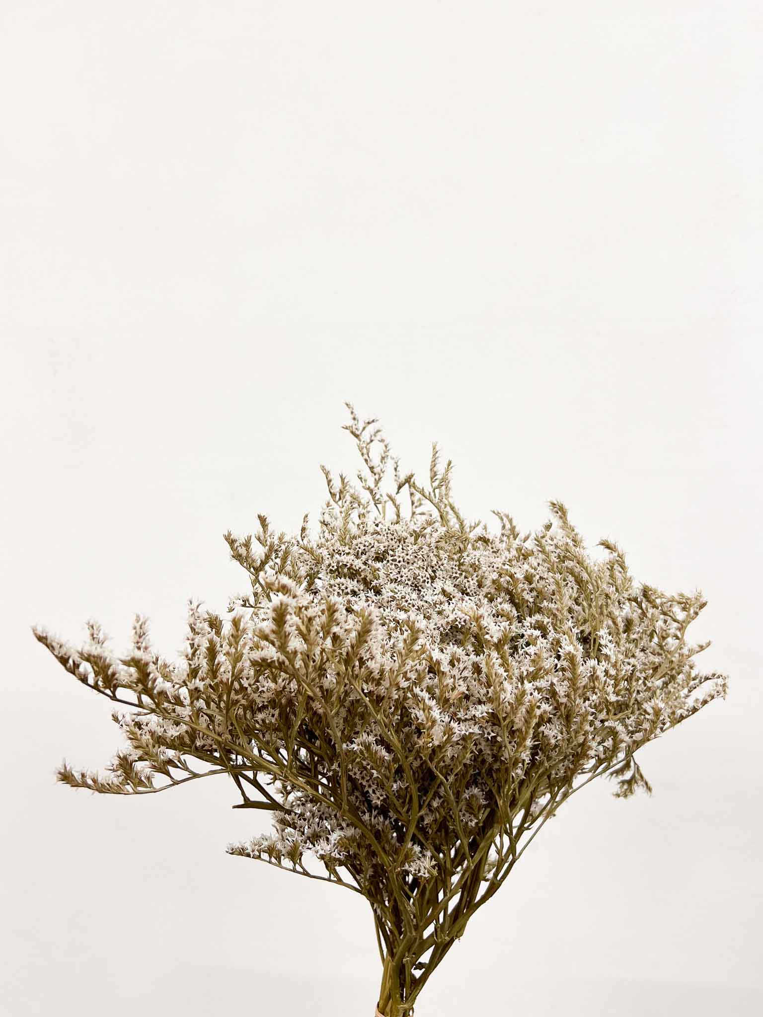 GOFFREDO » Tartarica naturale essiccata - Bloomoon