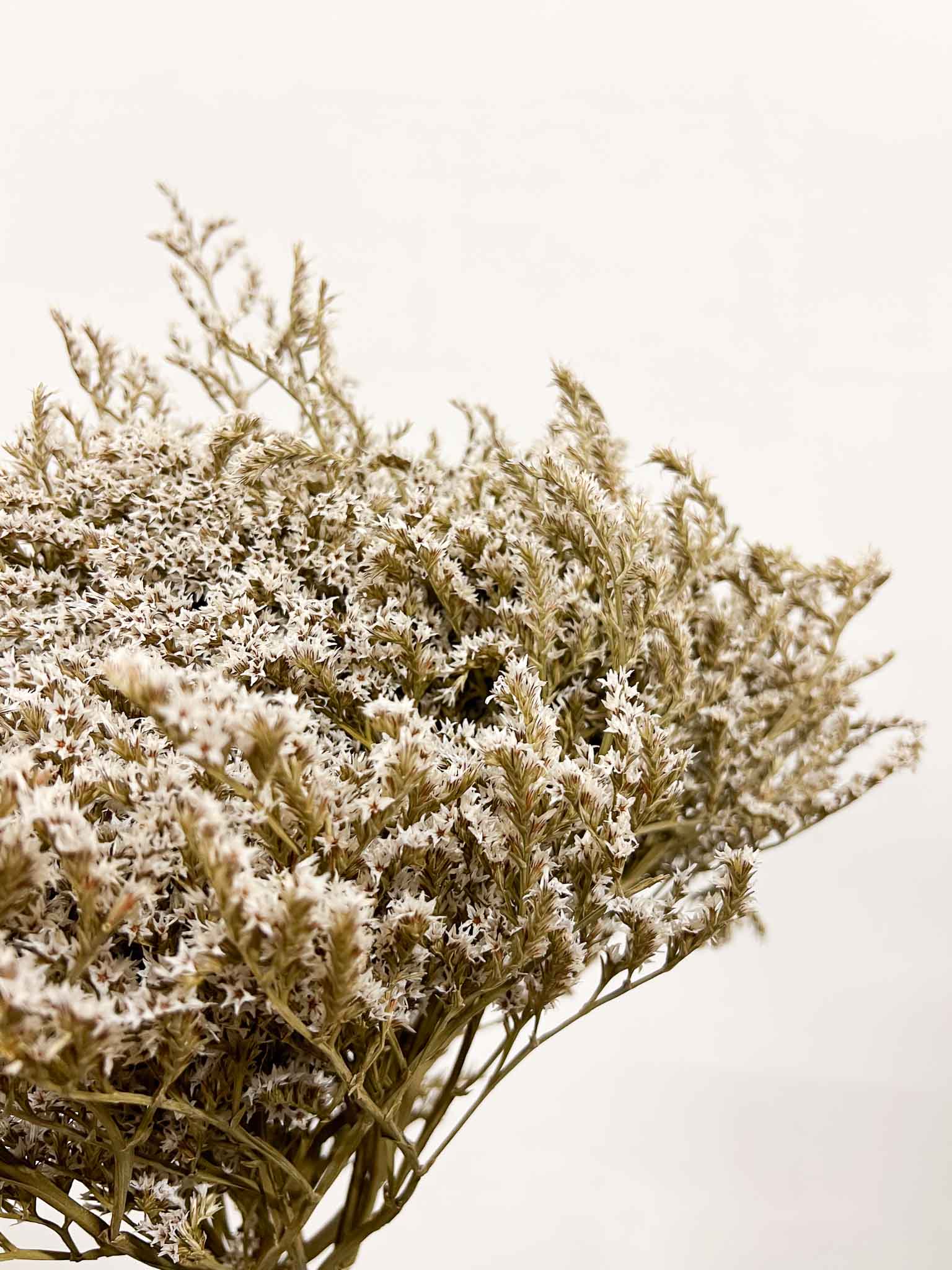 GOFFREDO » Tartarica naturale essiccata - Bloomoon