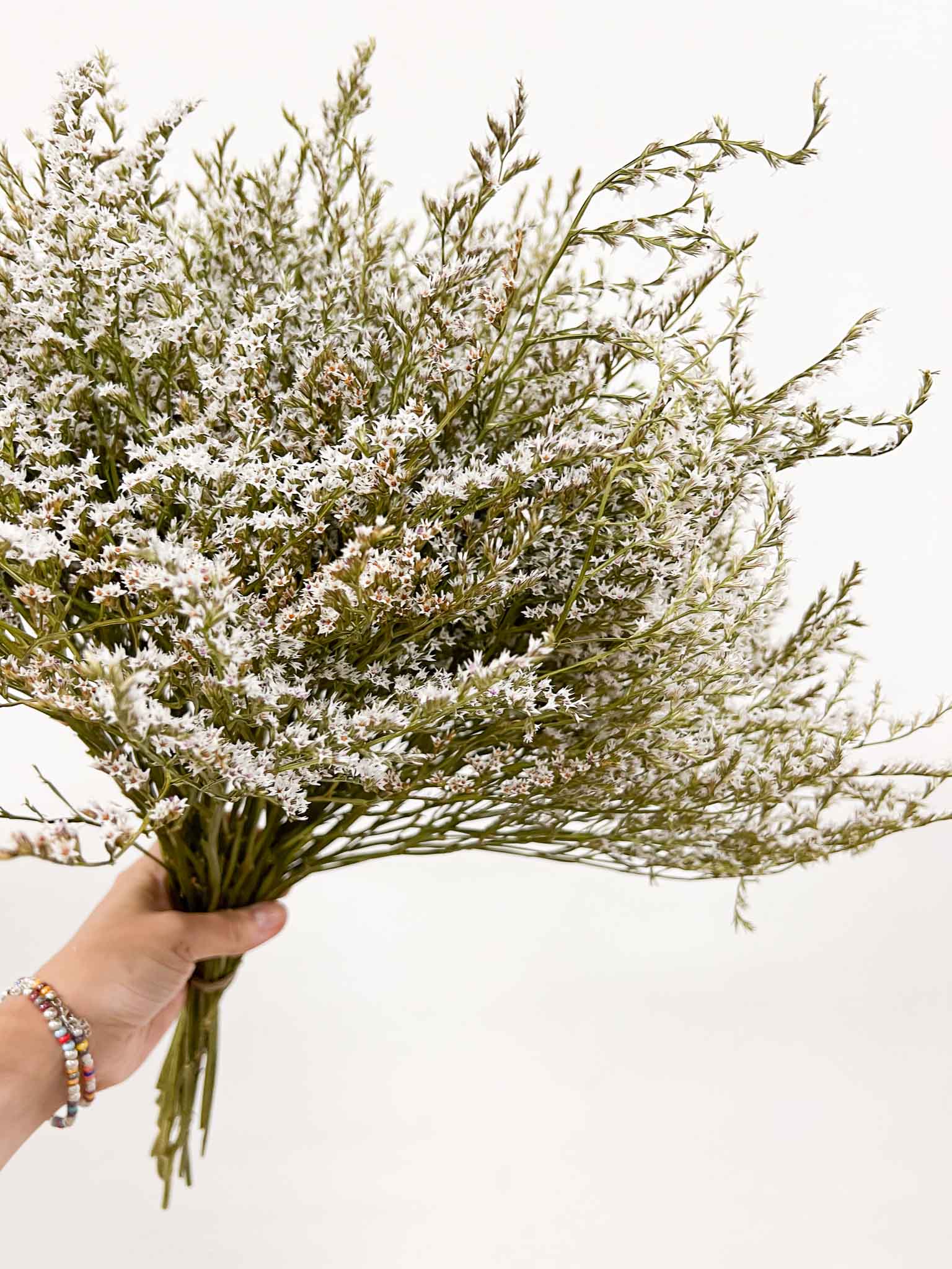 GOFFREDO » Tartarica naturale essiccata - Bloomoon