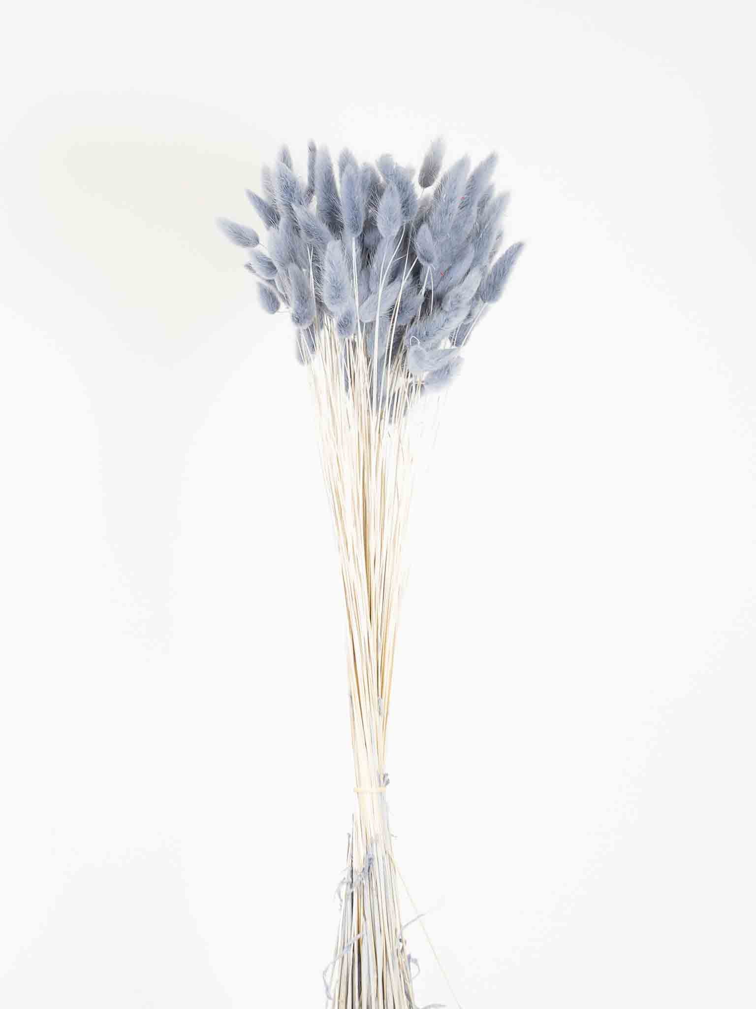 ISACCO » Mazzo di Lagurus grigio chiaro - Bloomoon