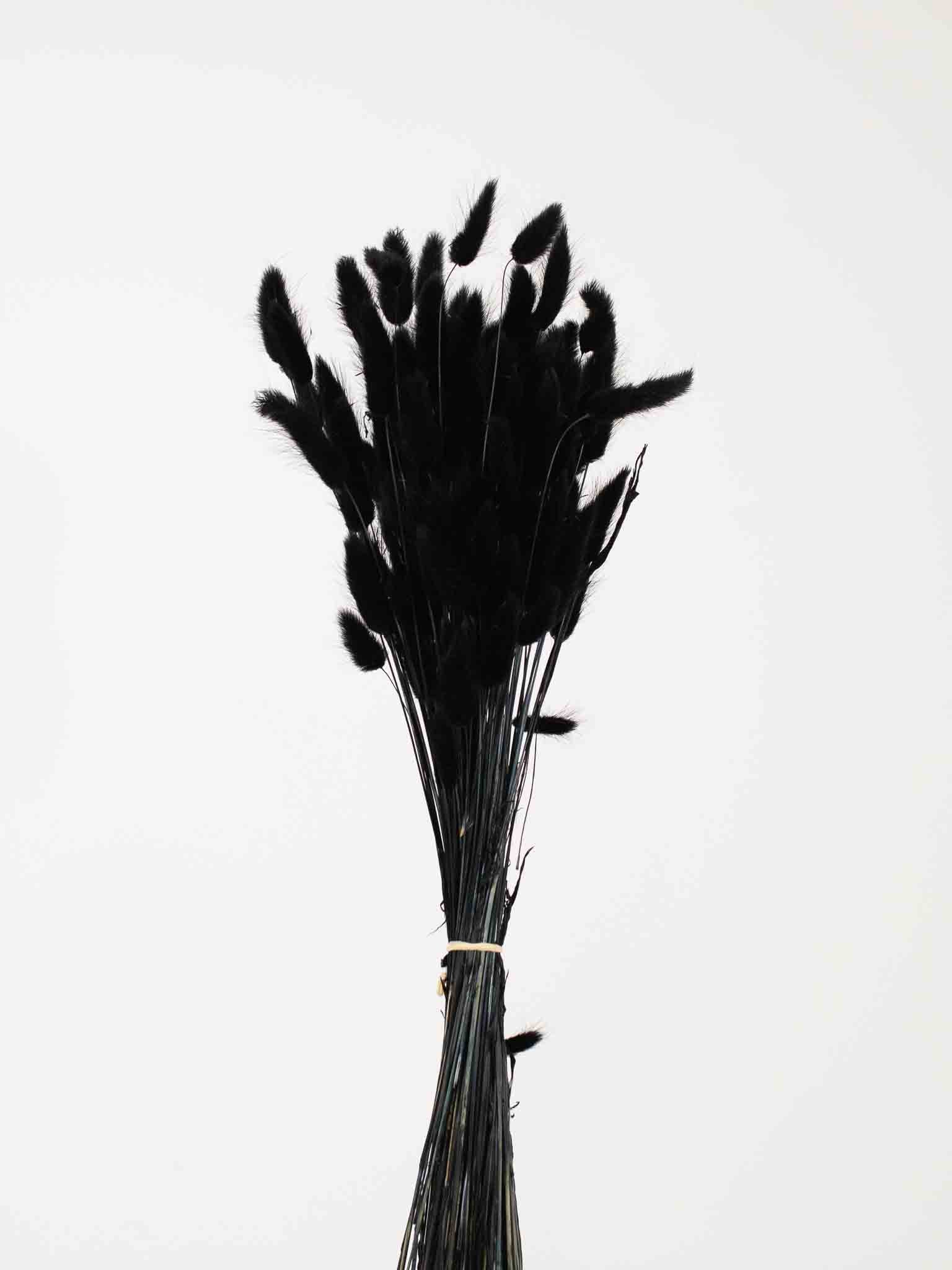 IVO » Mazzo di Lagurus nero - Bloomoon