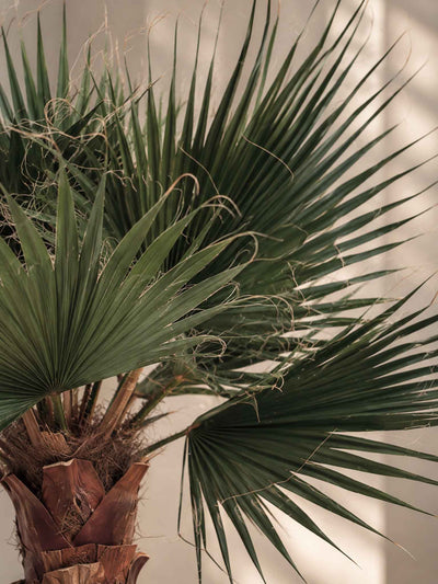 JANIS » pianta di Washingtonia stabilizzata 140cm - Bloomoon