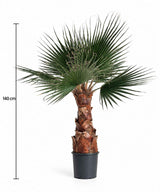 JANIS » pianta di Washingtonia stabilizzata 140cm - Bloomoon