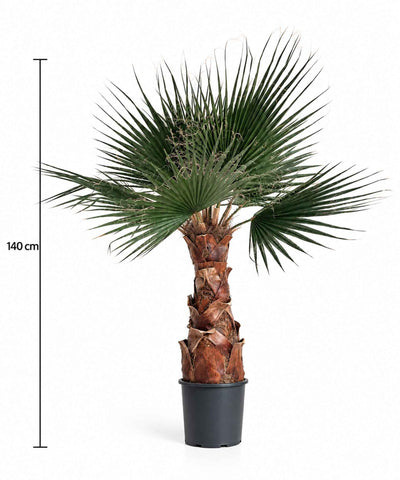 JANIS » pianta di Washingtonia stabilizzata 140cm - Bloomoon
