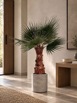 JANIS » pianta di Washingtonia stabilizzata 140cm - Bloomoon
