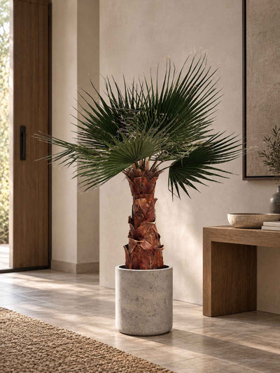 JANIS » pianta di Washingtonia stabilizzata 140cm - Bloomoon