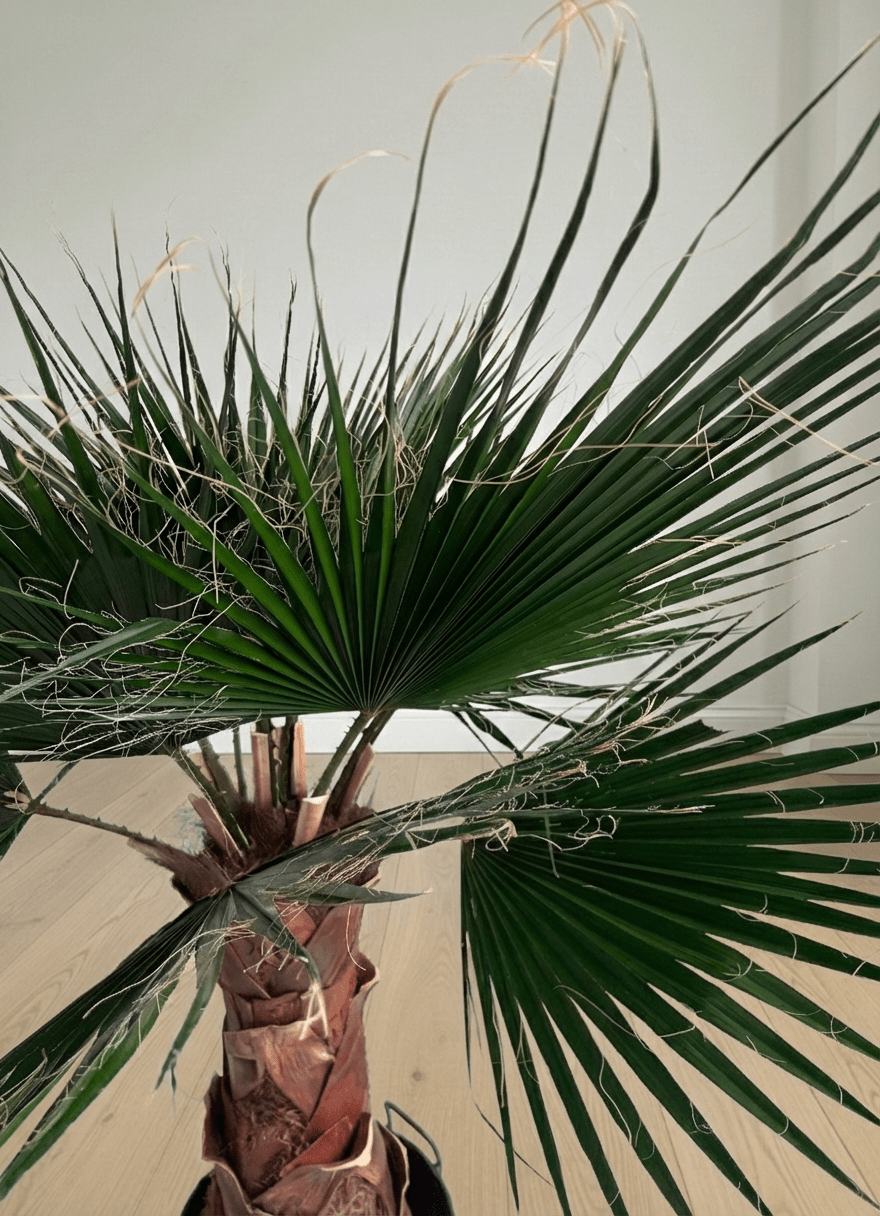 JANIS » pianta di Washingtonia stabilizzata 140cm - Bloomoon