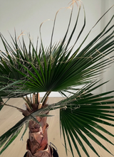 JANIS » pianta di Washingtonia stabilizzata 140cm